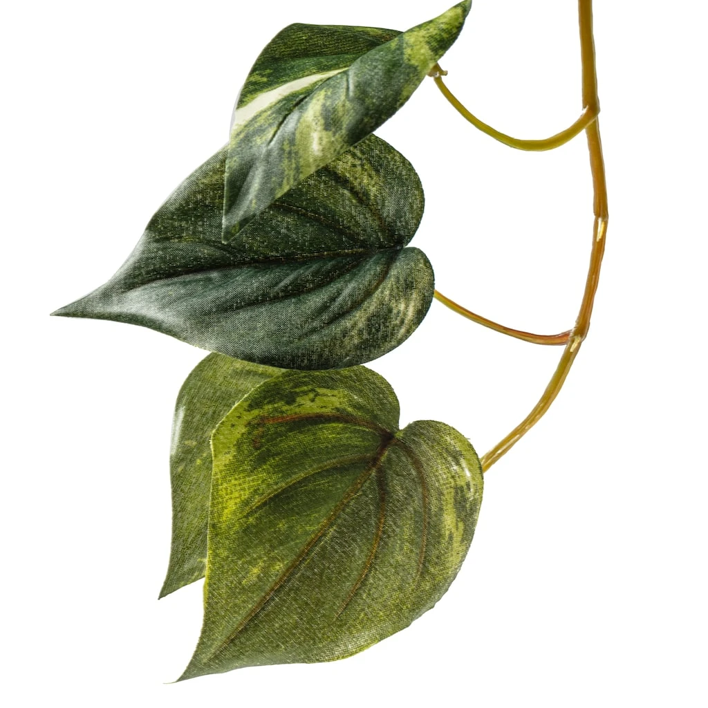 Best Pirce ๐ 6 Pack: Hanging Pothos Bush by Ashland® โ๏ธ 5 Best Pirce ๐ 6 Pack: Hanging Pothos Bush by Ashland® โ๏ธ - Image 3