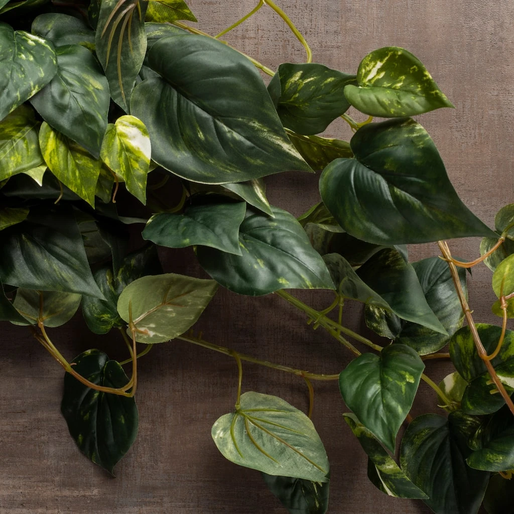 Best Pirce ๐ 6 Pack: Hanging Pothos Bush by Ashland® โ๏ธ 7 Best Pirce ๐ 6 Pack: Hanging Pothos Bush by Ashland® โ๏ธ - Image 5