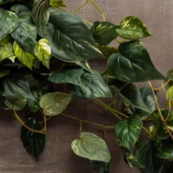 Discount 🥰 Hanging Pothos Bush by Ashland® 👍 -Outlet Yuletide Joy Store 10626927 25