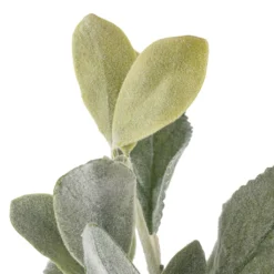 Cheapest ⌛ 6 Pack: Lamb's Ear Bush by Ashland® 🎉 -Outlet Yuletide Joy Store 10626928 20 1