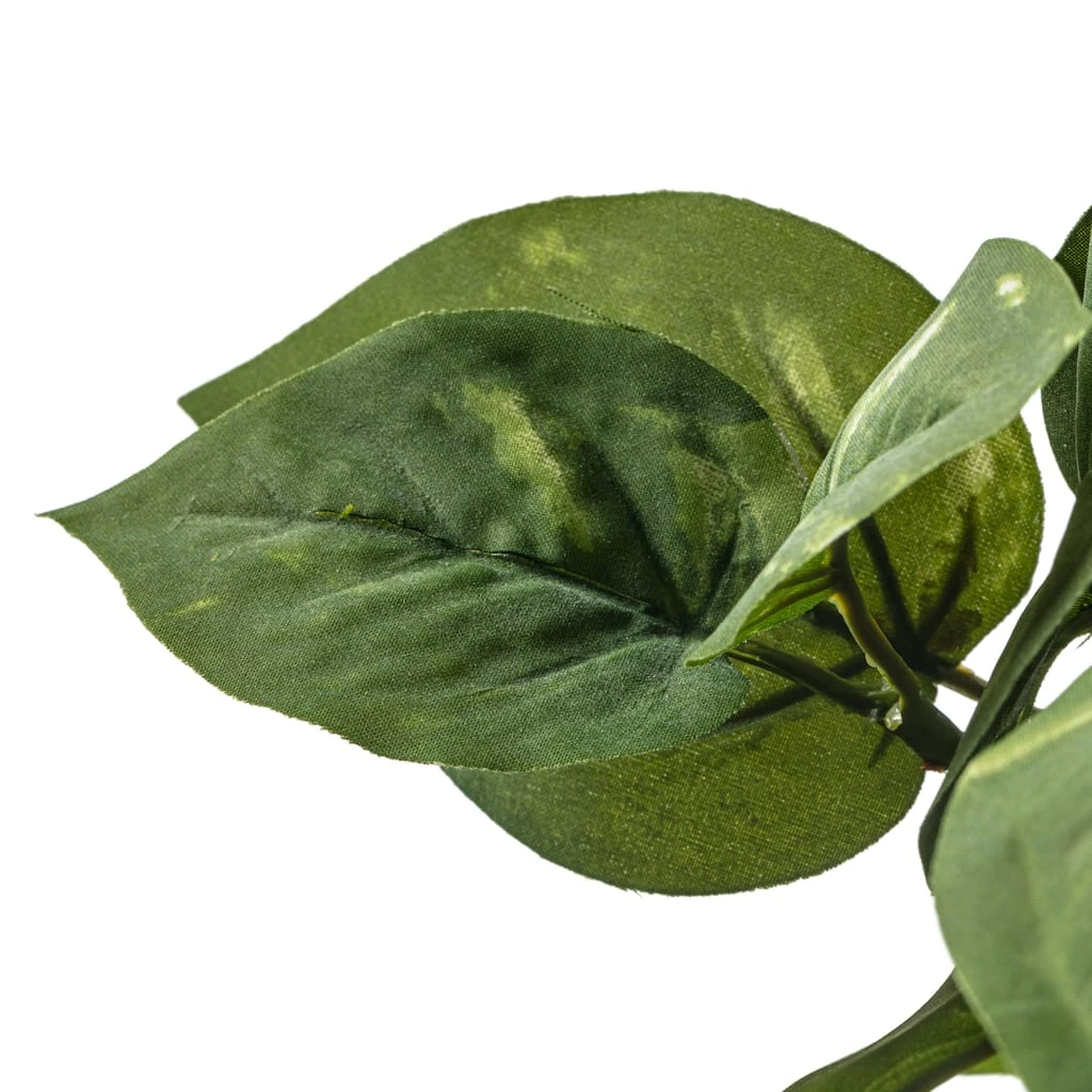 Best Pirce π Green Pothos Bush by Ashland® π 7 Best Pirce π Green Pothos Bush by Ashland® π - Image 5