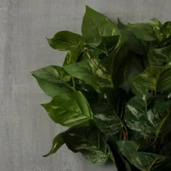 Best Pirce π Green Pothos Bush by Ashland® π 10 Best Pirce π Green Pothos Bush by Ashland® π -Outlet Yuletide Joy Store 10626988 25