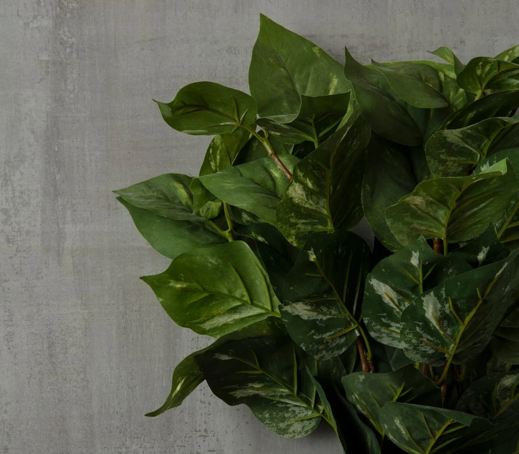 Best Pirce π Green Pothos Bush by Ashland® π 6 Best Pirce π Green Pothos Bush by Ashland® π - Image 4