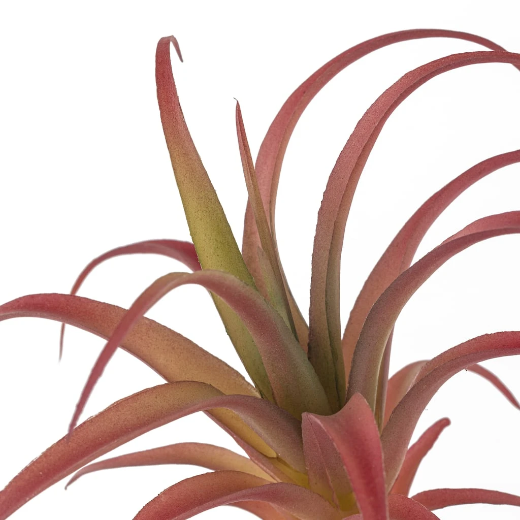 Budget 🎁 Assorted Succulent Pick by Ashland® ❤️ 5 Budget 🎁 Assorted Succulent Pick by Ashland® ❤️ - Image 3