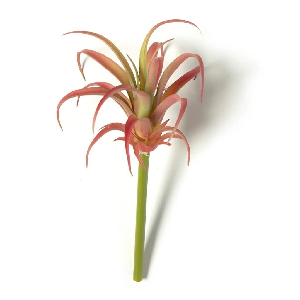 Discount 🧨 24 Pack: Assorted Succulent Pick by Ashland® ⭐ 3 Discount 🧨 24 Pack: Assorted Succulent Pick by Ashland® ⭐