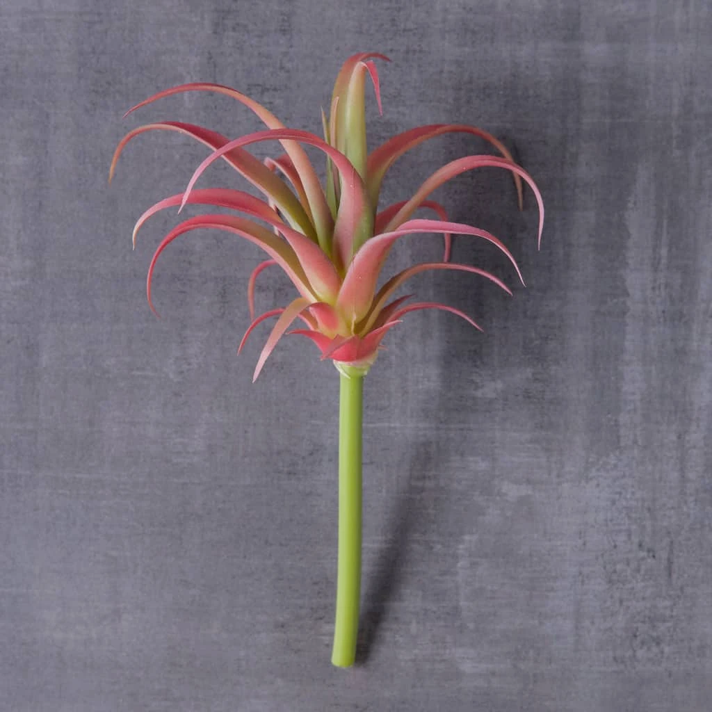 Budget 🎁 Assorted Succulent Pick by Ashland® ❤️ 4 Budget 🎁 Assorted Succulent Pick by Ashland® ❤️ - Image 2