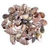 Top 10 ✨ Natural Small Sea Shell Mix by Ashland® ⭐ 2 Top 10 ✨ Natural Small Sea Shell Mix by Ashland® ⭐ -Outlet Yuletide Joy Store 10627359 2