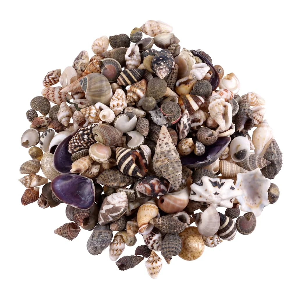 Wholesale π Natural Extra Small Sea Shell Mix by Ashland® π 3 Wholesale π Natural Extra Small Sea Shell Mix by Ashland® π