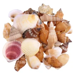 Brand new ⌛ Natural Medium Sea Shell Mix by Ashland® ❤️