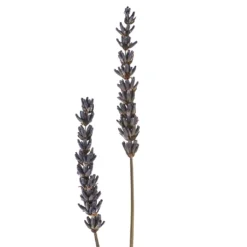 Best Pirce 🎁 Lavender Grass Bundle by Ashland® ⌛ -Outlet Yuletide Joy Store 10628611 20