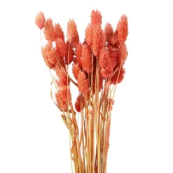 Cheap ⭐ 6 Pack: Coral Poa Grass Bundle by Ashland® 😀 8 Cheap ⭐ 6 Pack: Coral Poa Grass Bundle by Ashland® 😀 -Outlet Yuletide Joy Store 10628612 2