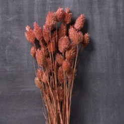 Outlet Yuletide Joy Store -Outlet Yuletide Joy Store 10628612 22