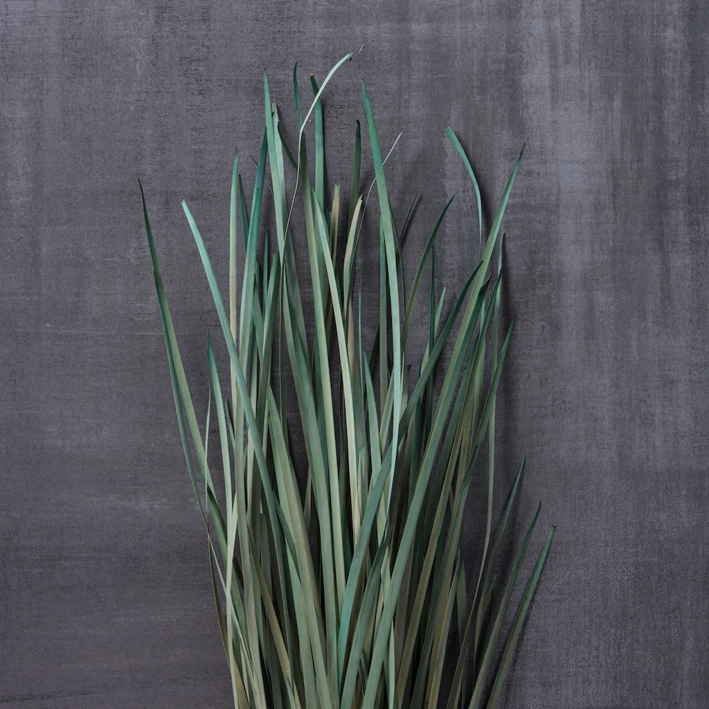 Brand new π Green Magnolia Flax Grass Bundle by Ashland® π€© 4 Brand new π Green Magnolia Flax Grass Bundle by Ashland® π€© - Image 2