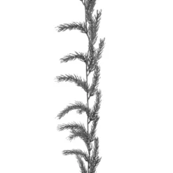 Best reviews of ⌛ 6ft. Silver Pine Garland by Ashland® 😀