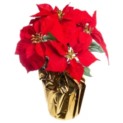Wholesale 🥰 Red Velvet Potted Poinsettia with Gold Foil by Ashland® 🧨