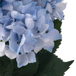 Best reviews of 😀 Light Blue Hydrangea Bush by Ashland® 🧨 -Outlet Yuletide Joy Store 10677452 20 1