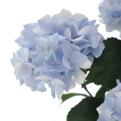 Hot Sale 🔥 12 Pack: Light Blue Hydrangea Bush by Ashland® 🛒 -Outlet Yuletide Joy Store 10677452 3