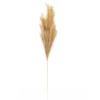 Budget ❤️ Wispy Pampas Grass Stem by Ashland® ✨ -Outlet Yuletide Joy Store 10679178 1