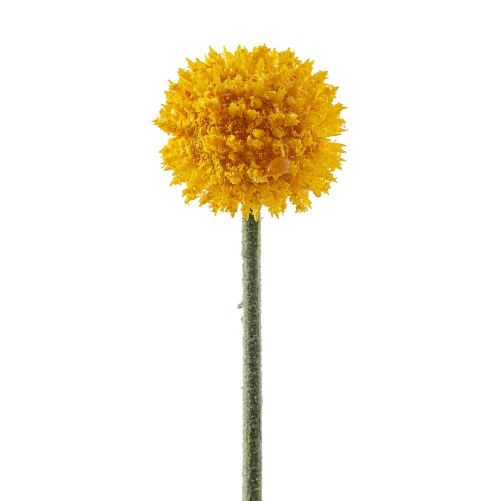 Outlet ✔️ Yellow Billy Ball Stem by Ashland® ✨ 6 Outlet ✔️ Yellow Billy Ball Stem by Ashland® ✨ - Image 4