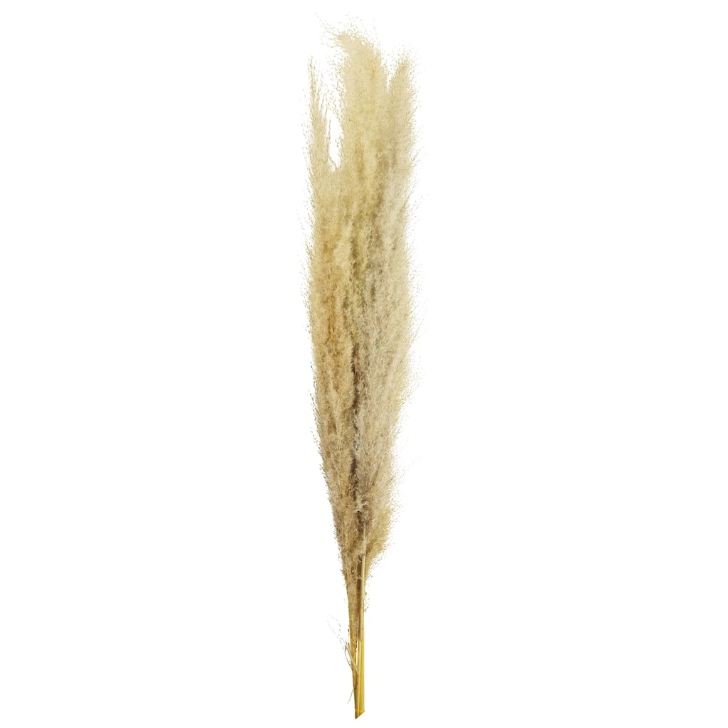 Cheapest β Natural Brown Pampas Bunch by Ashland® π 3 Cheapest β Natural Brown Pampas Bunch by Ashland® π