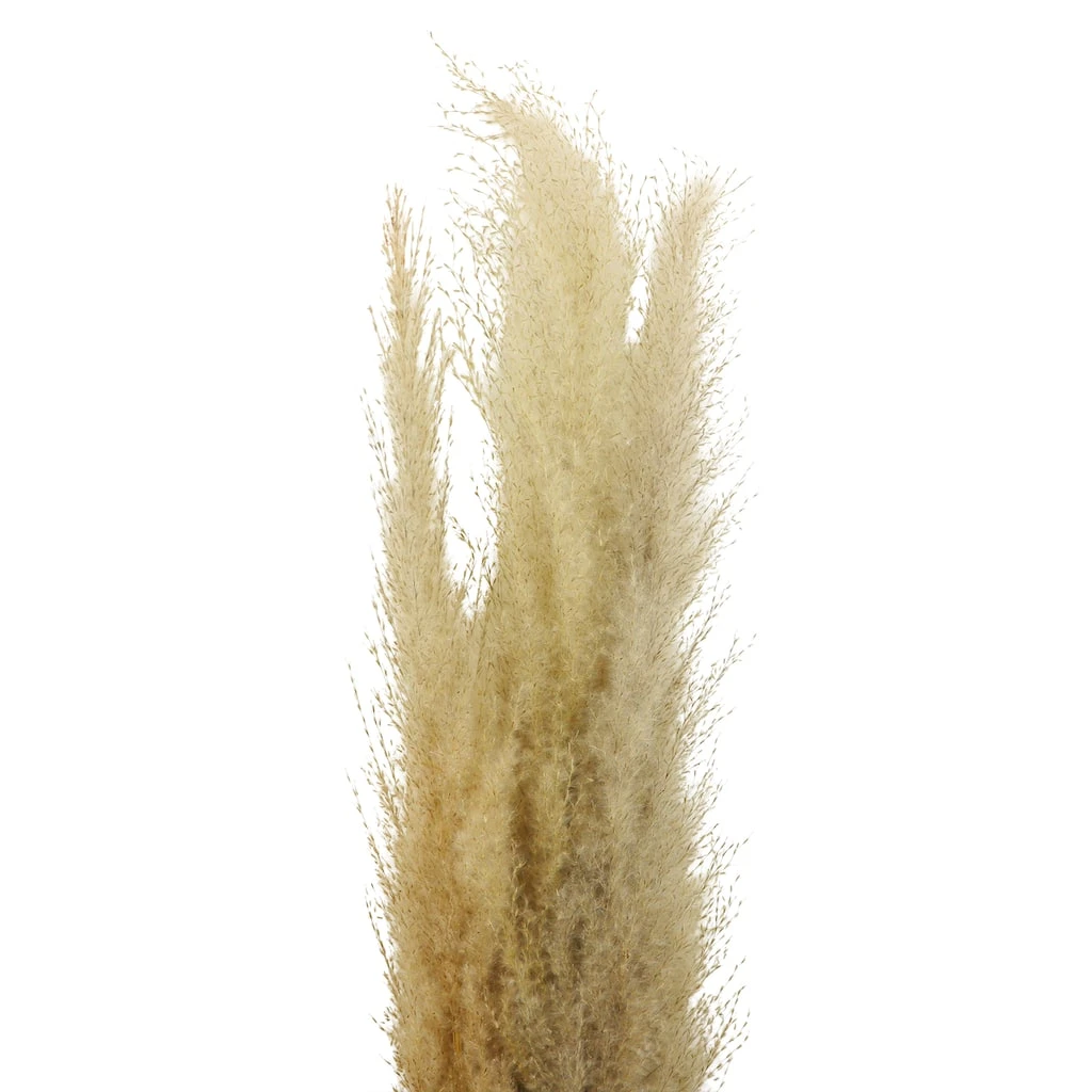 Cheapest β Natural Brown Pampas Bunch by Ashland® π 4 Cheapest β Natural Brown Pampas Bunch by Ashland® π - Image 2