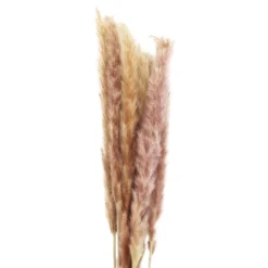 Buy 🎁 Mini Natural Brown Pampas Bunch by Ashland® 🔥 -Outlet Yuletide Joy Store 10698883 2