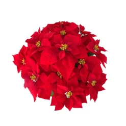 Hot Sale ✨ 24" Deluxe Potted Red Poinsettia by Ashland® ✔️ -Outlet Yuletide Joy Store 10700083 2