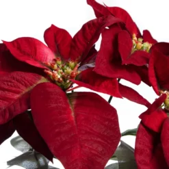 Best Pirce 🤩 Dark Red Velvet Poinsettia Bush by Ashland® 🧨 -Outlet Yuletide Joy Store 10700147 2