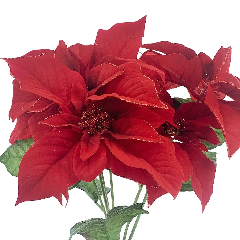 Outlet π Dark Red Poinsettia Bush by Ashland® π― 4 Outlet π Dark Red Poinsettia Bush by Ashland® π― - Image 2