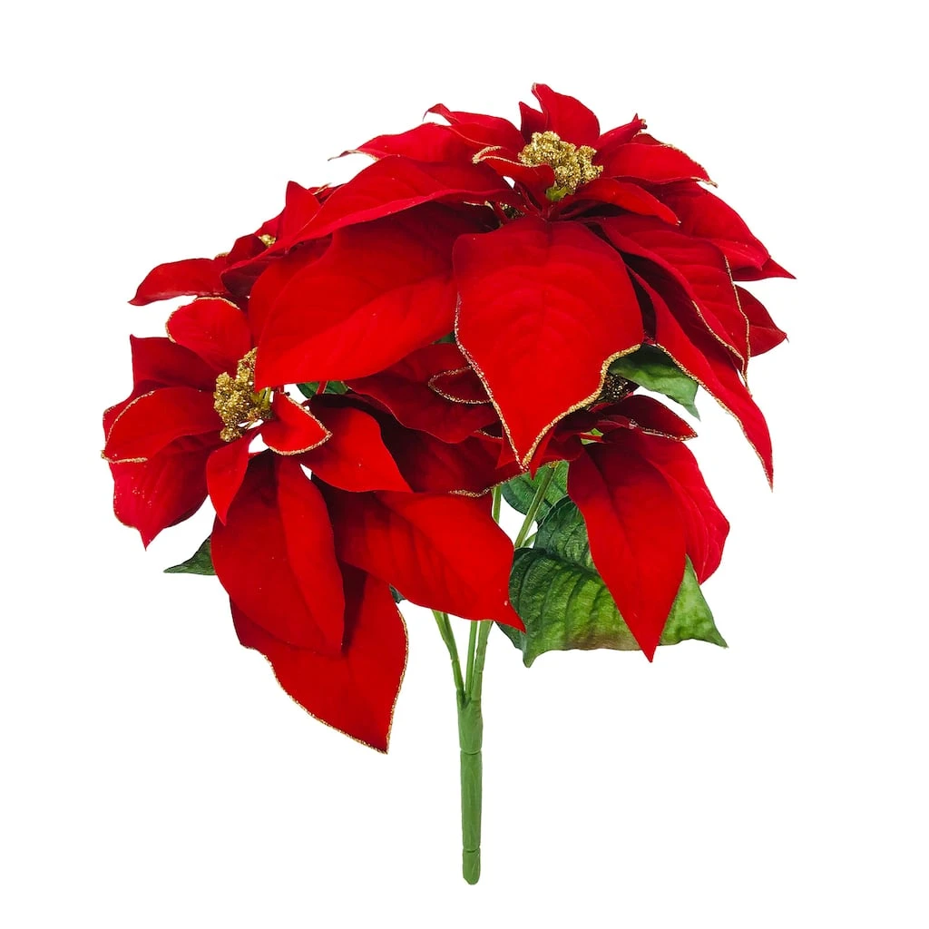 Best Pirce 🧨 Red Poinsettia Bush with Gold Edge by Ashland® ✨ 3 Best Pirce 🧨 Red Poinsettia Bush with Gold Edge by Ashland® ✨