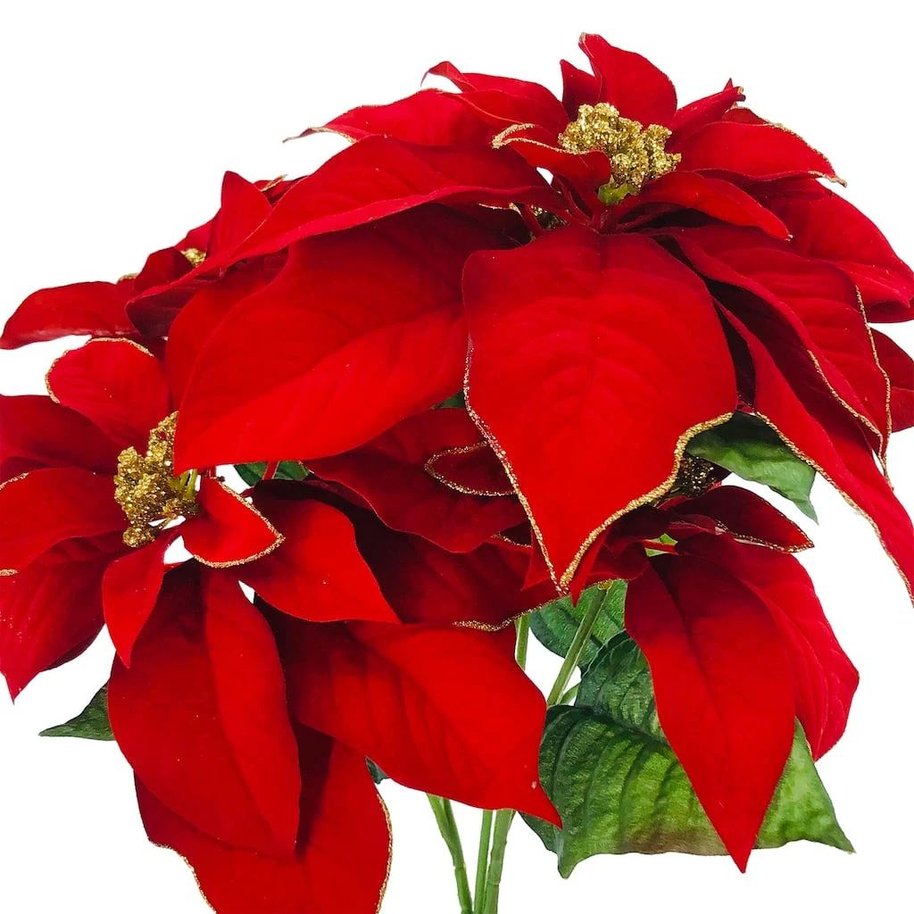 Best Pirce 🧨 Red Poinsettia Bush with Gold Edge by Ashland® ✨ 4 Best Pirce 🧨 Red Poinsettia Bush with Gold Edge by Ashland® ✨ - Image 2