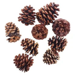 Discount ❤️ Cinnamon Scented Pinecones by Ashland® 🤩 -Outlet Yuletide Joy Store 10701018 2
