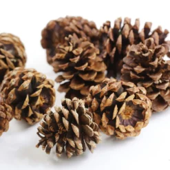 Discount ❤️ Cinnamon Scented Pinecones by Ashland® 🤩 -Outlet Yuletide Joy Store 10701018 3