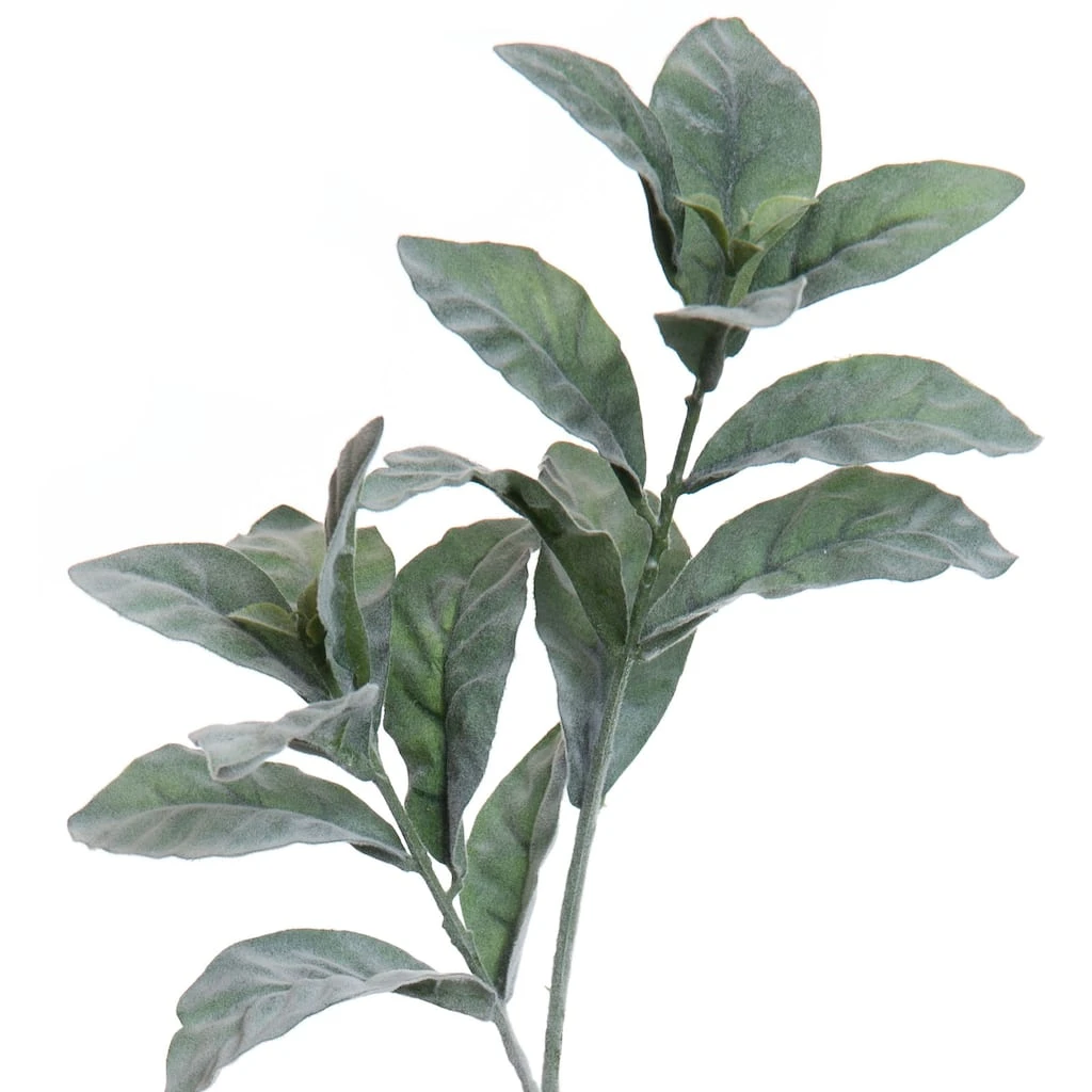 New π Lamb's Ear Stem by Ashland® β 4 New π Lamb's Ear Stem by Ashland® β - Image 2