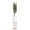 Outlet π Pine Branch Twig With 16 Lights by Ashland® π 1 Outlet π Pine Branch Twig With 16 Lights by Ashland® π -Outlet Yuletide Joy Store 10702498 1
