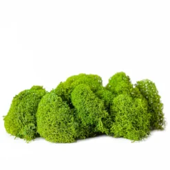 Buy ✔️ Green Reindeer Moss by Ashland® ✨ -Outlet Yuletide Joy Store 10703339 2