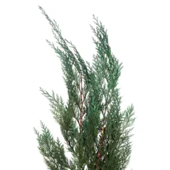 Deals 𧨠Assorted Dried Cedar Bouquet by Ashland® π 5 Deals 𧨠Assorted Dried Cedar Bouquet by Ashland® π -Outlet Yuletide Joy Store 10703769 2