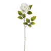 Brand new ⌛ 24 Pack: White Holland Rose Stem by Ashland® 😍 2 Brand new ⌛ 24 Pack: White Holland Rose Stem by Ashland® 😍 -Outlet Yuletide Joy Store MP056110 1