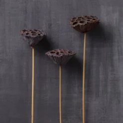 Deals ✨ 12 Pack: Natural Lotus Pods Stem by Ashland® ⌛ -Outlet Yuletide Joy Store MP065712 22