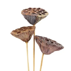Deals ✨ 12 Pack: Natural Lotus Pods Stem by Ashland® ⌛ -Outlet Yuletide Joy Store MP065712 3