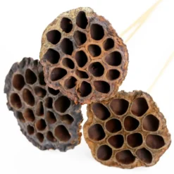 Deals ✨ 12 Pack: Natural Lotus Pods Stem by Ashland® ⌛ -Outlet Yuletide Joy Store MP065712 4