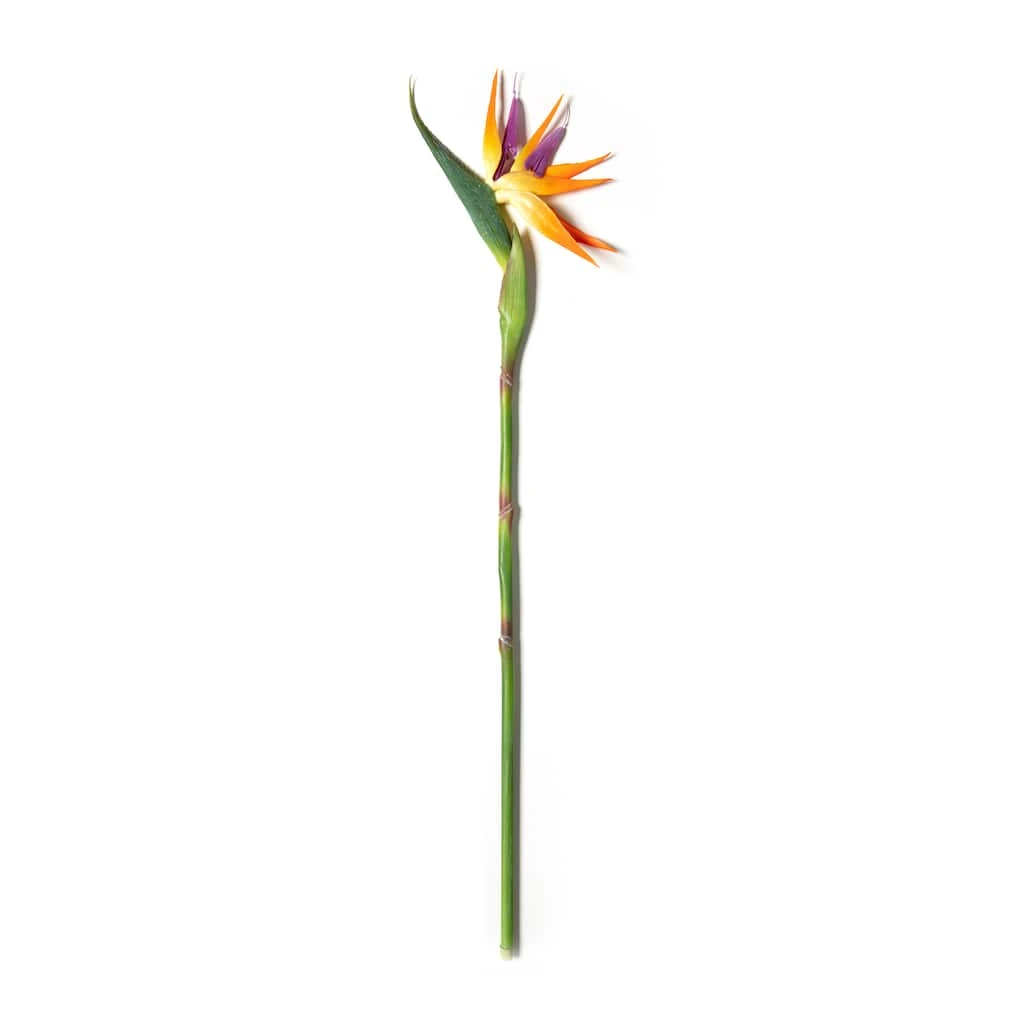 Coupon ๐ 12 Pack: Yellow Bird of Paradise Stem by Ashland® ๐ 5 Coupon ๐ 12 Pack: Yellow Bird of Paradise Stem by Ashland® ๐ - Image 3