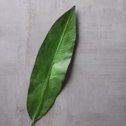 Best reviews of ✔️ 16 Pack: Green Tropical Bird Of Paradise Leaf Spray by Ashland® 👍 -Outlet Yuletide Joy Store MP066923 25