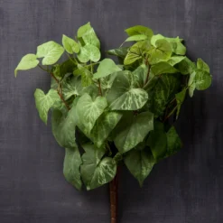 Hot Sale ⌛ 8 Pack: Yellow & Green Potato Leaf Bush by Ashland® 🎁 -Outlet Yuletide Joy Store MP128897 25