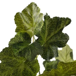 Flash Sale ✔️ 10 Pack: Coral Bell Bush by Ashland® 👍 -Outlet Yuletide Joy Store MP129104 20