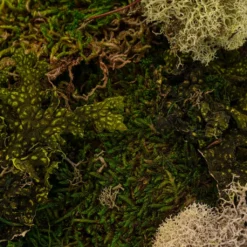 Flash Sale 🌟 6 Pack: Moss Variety Pack by Ashland® ❤️ -Outlet Yuletide Joy Store MP135036 22