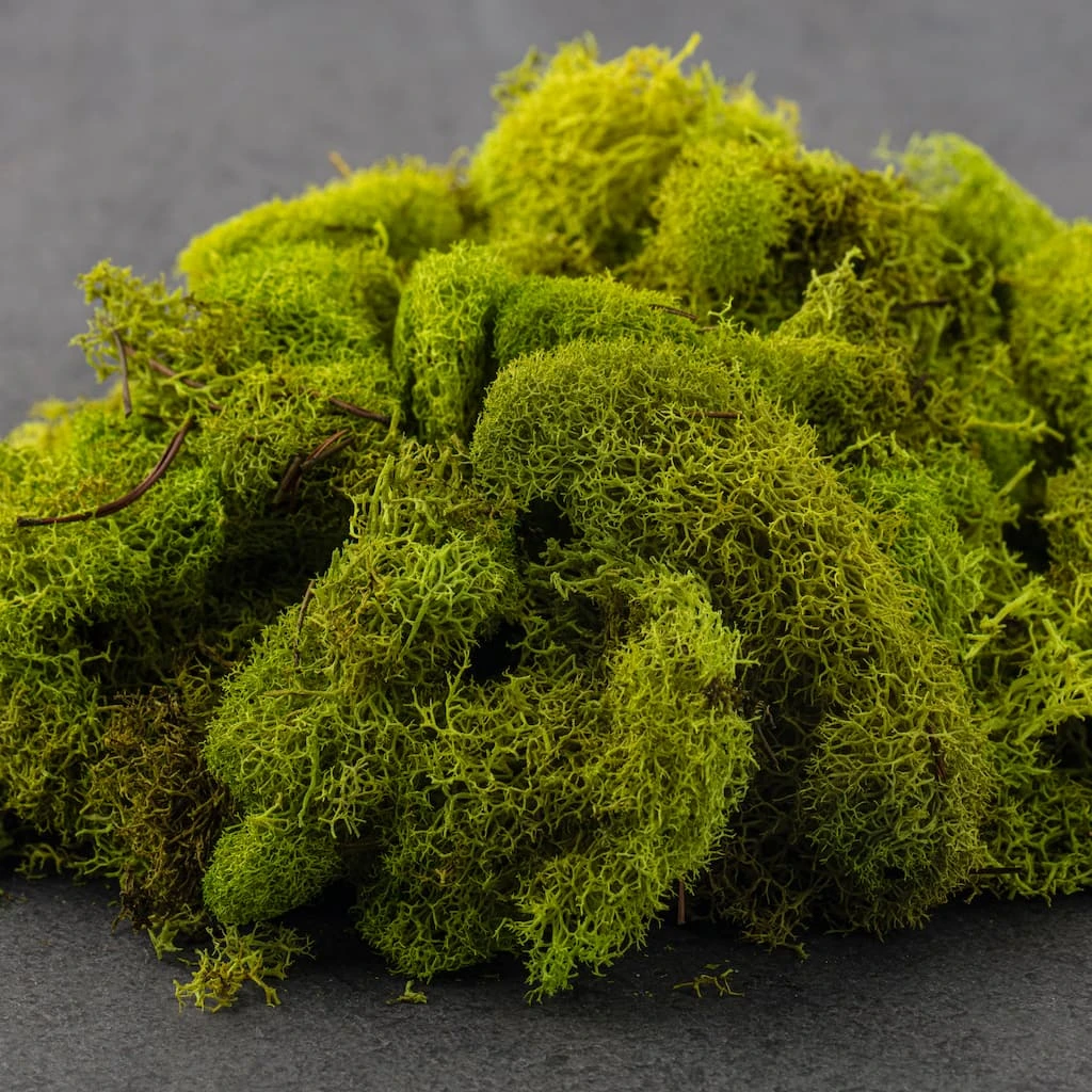 Flash Sale 💯 12 Pack: Reindeer Moss by Ashland® ✨ 7 Flash Sale 💯 12 Pack: Reindeer Moss by Ashland® ✨ - Image 5