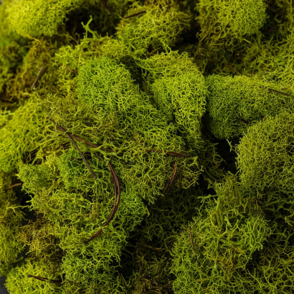 Flash Sale 💯 12 Pack: Reindeer Moss by Ashland® ✨ 6 Flash Sale 💯 12 Pack: Reindeer Moss by Ashland® ✨ - Image 4