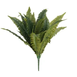 Buy 👍 12 Pack: Boston Fern Bush by Ashland® ⭐