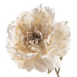 Cheap ⭐ 12 Pack: Cream Pearled Peony Stem by Ashland® 🤩 -Outlet Yuletide Joy Store MP213485 20